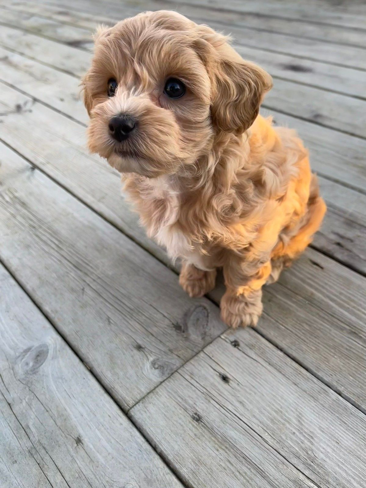 Maltipoo Valper FINN Torget