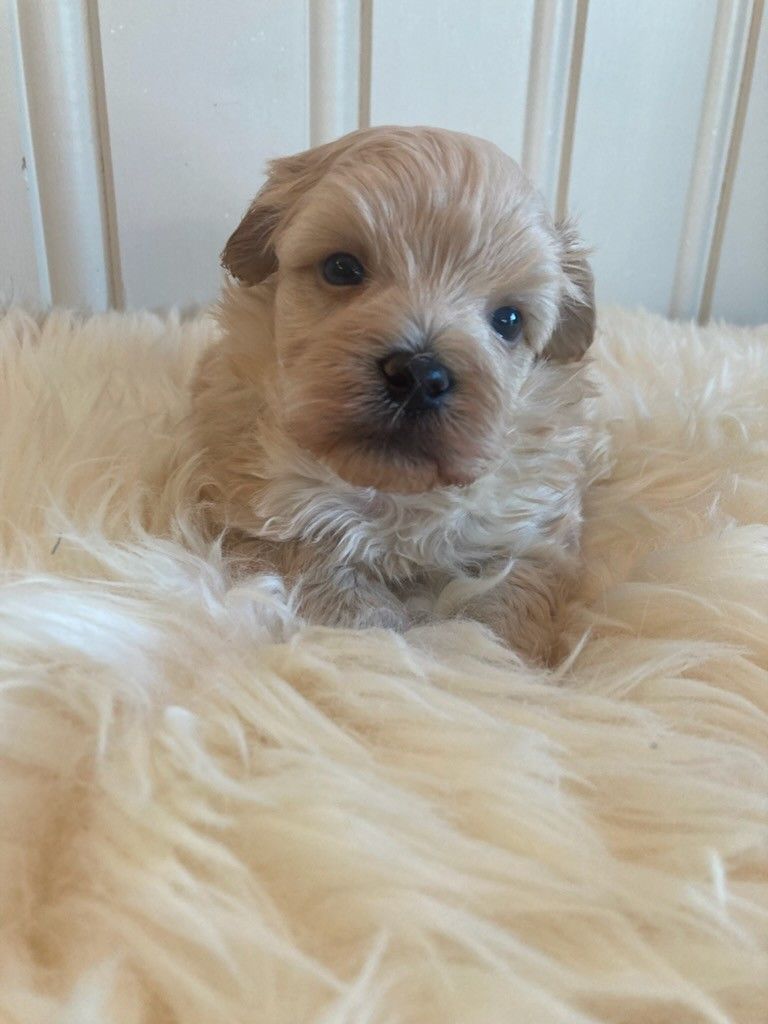 Maltipoo Finn Torget