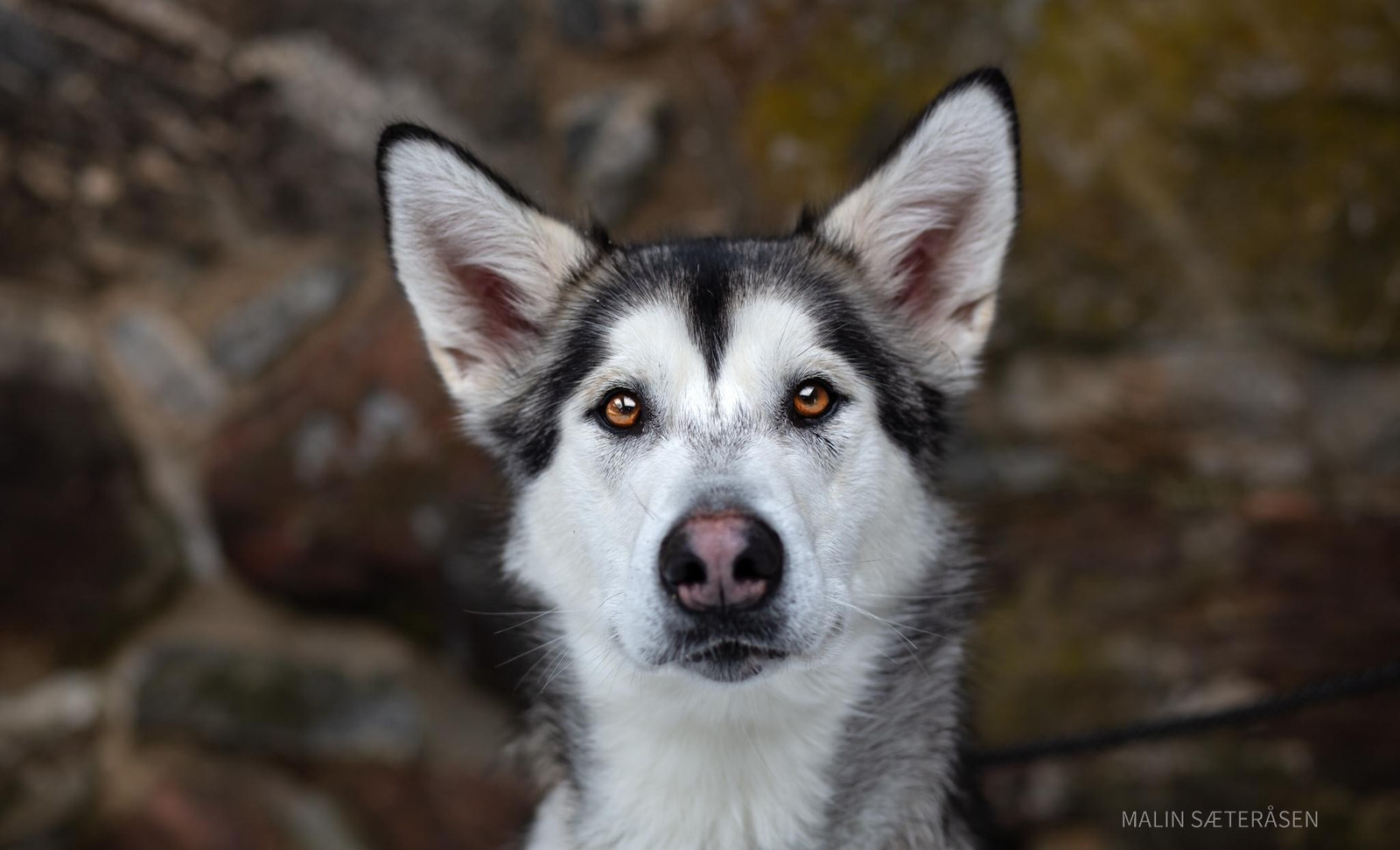 Tilbyr Hjelp Med Omplassering Av Hund FINN Torget