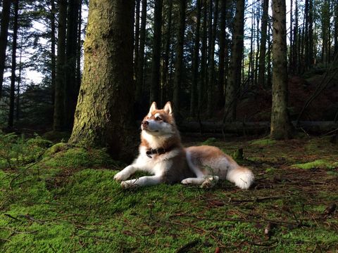 Siberian Husky Torget FINN No