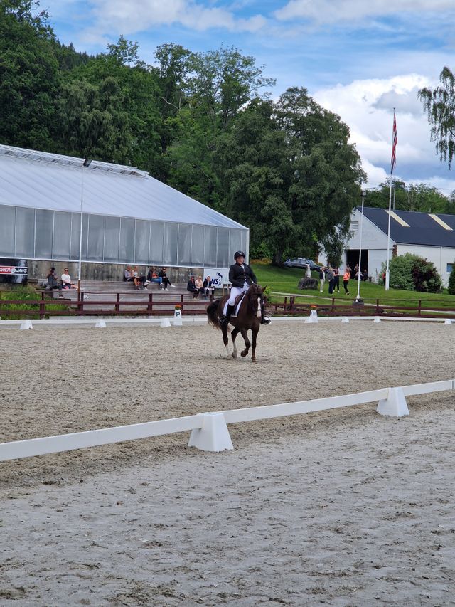 Ponni Kat 1 Selges FINN Torget