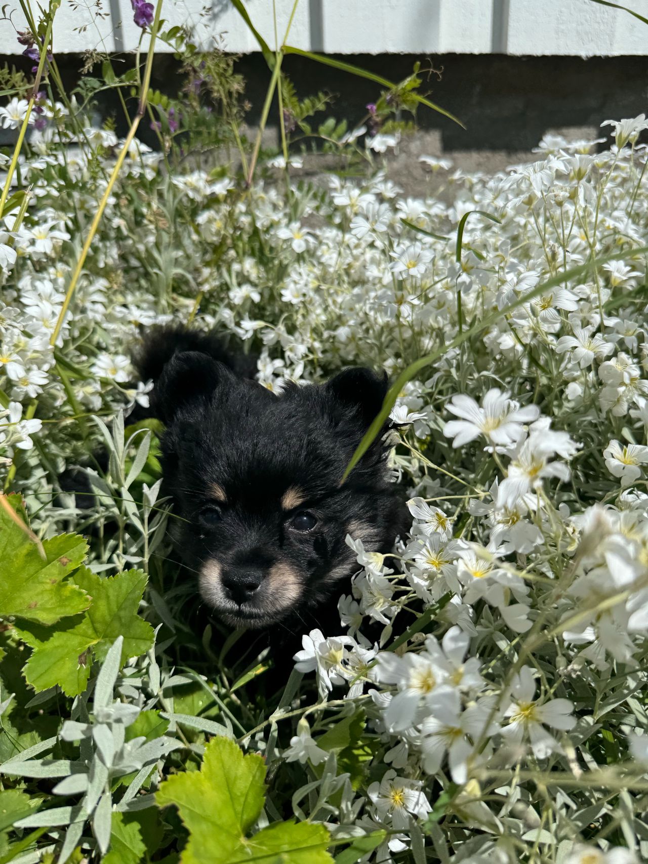Pomeranian