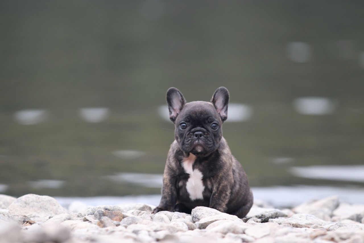 Fransk bulldog