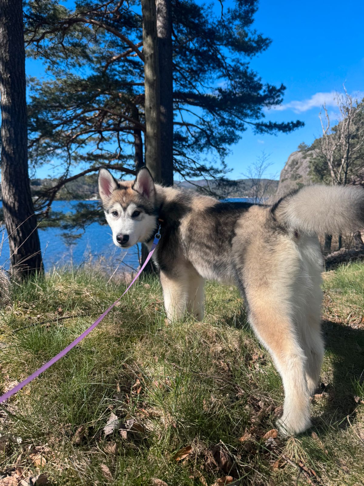 Alaskan malamute