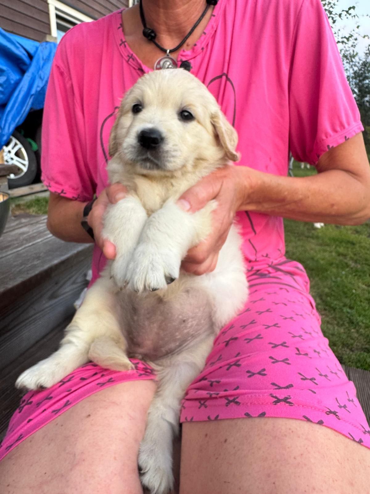 Golden retriever