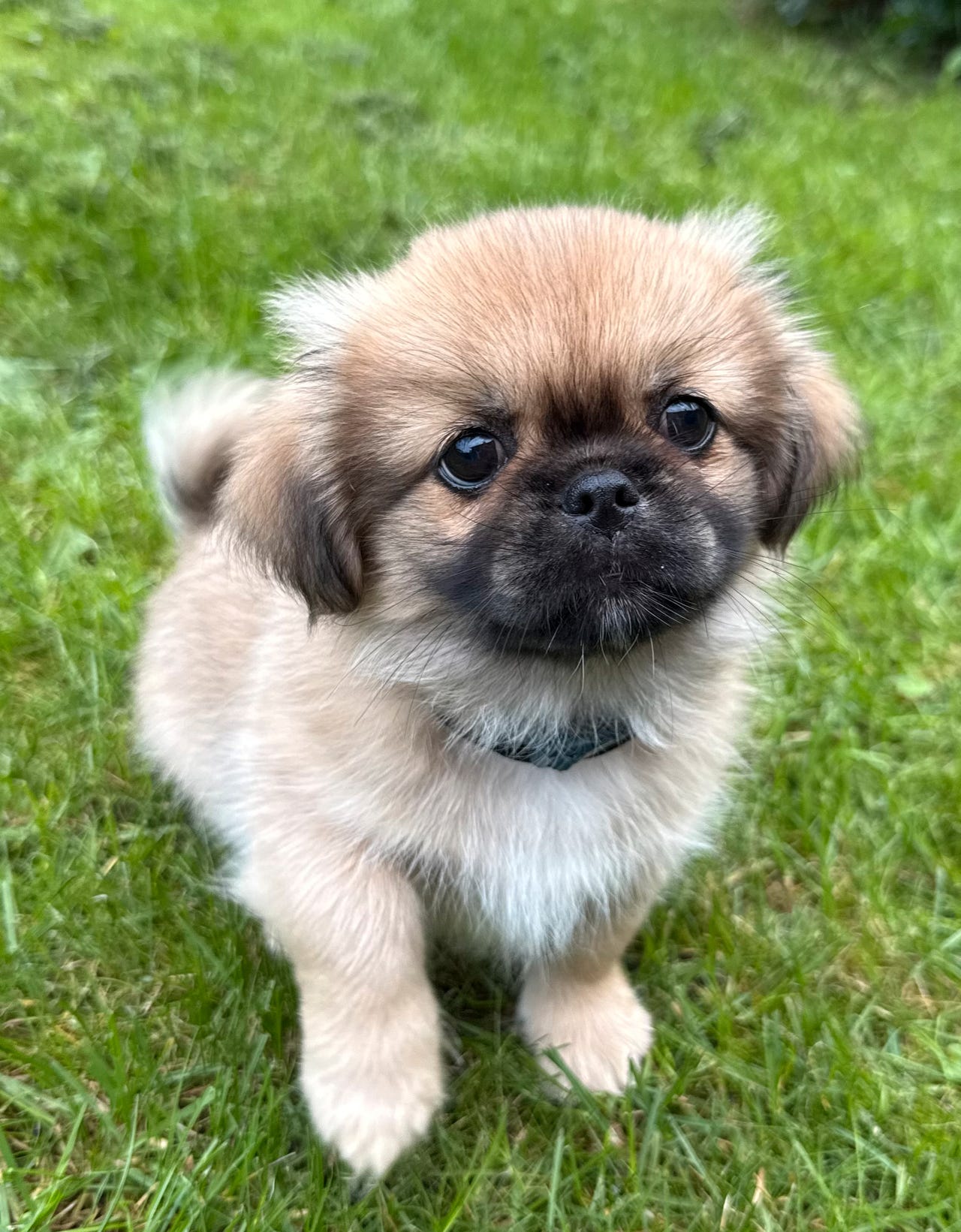 Tibetansk spaniel