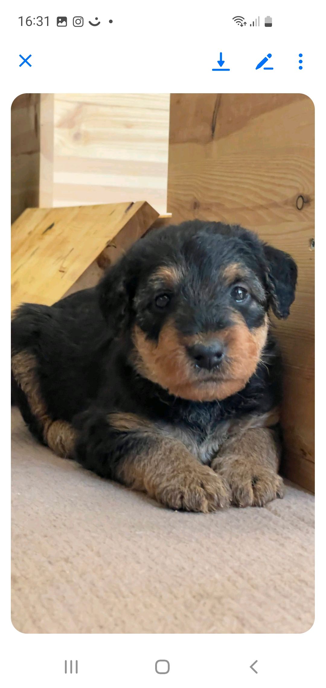 Airedale terrier