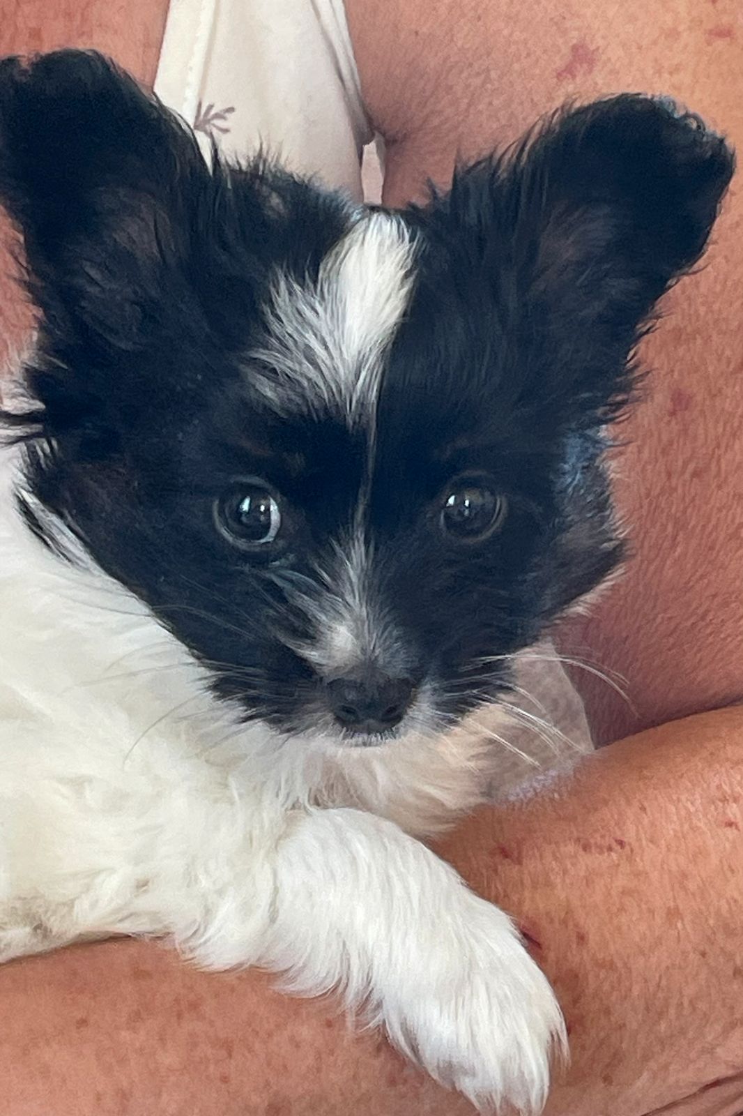 Papillon