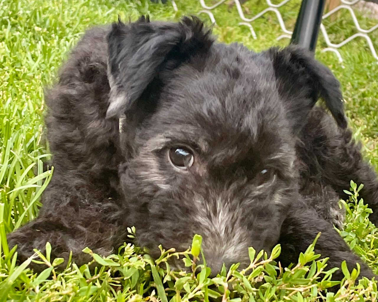 Pumi