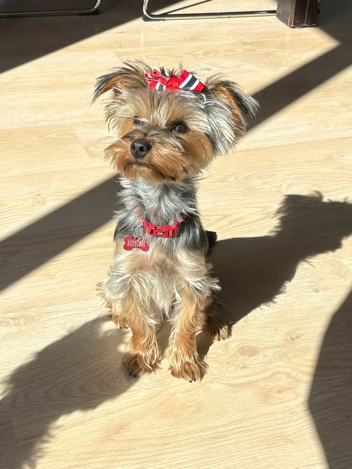 Yorkshire terrier