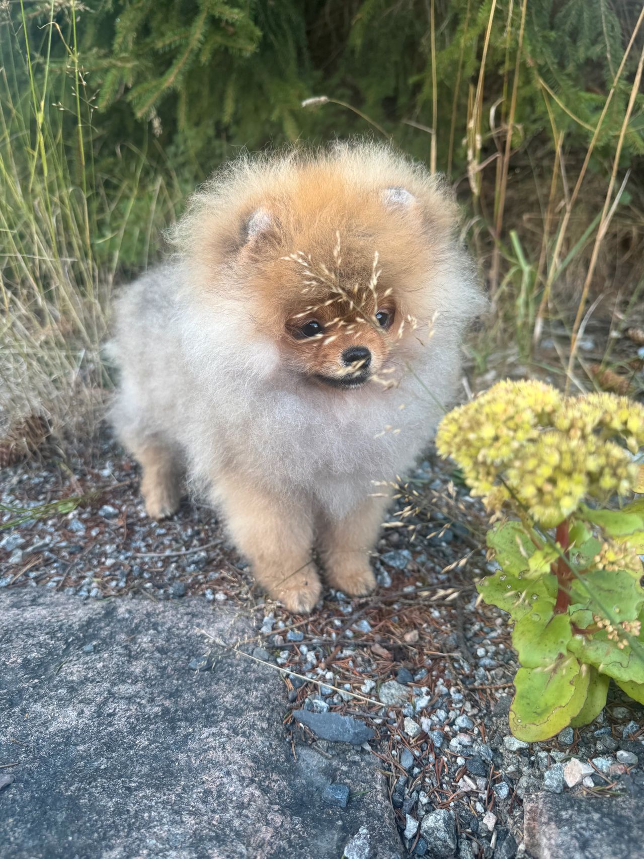 Pomeranian