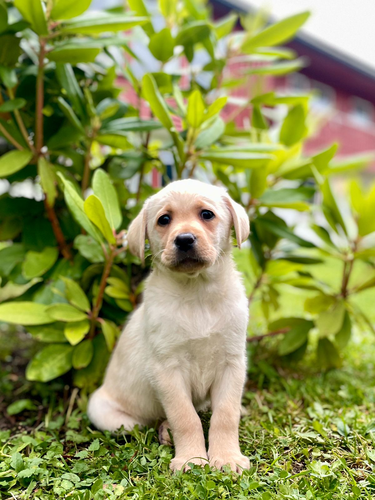 Labrador retriever