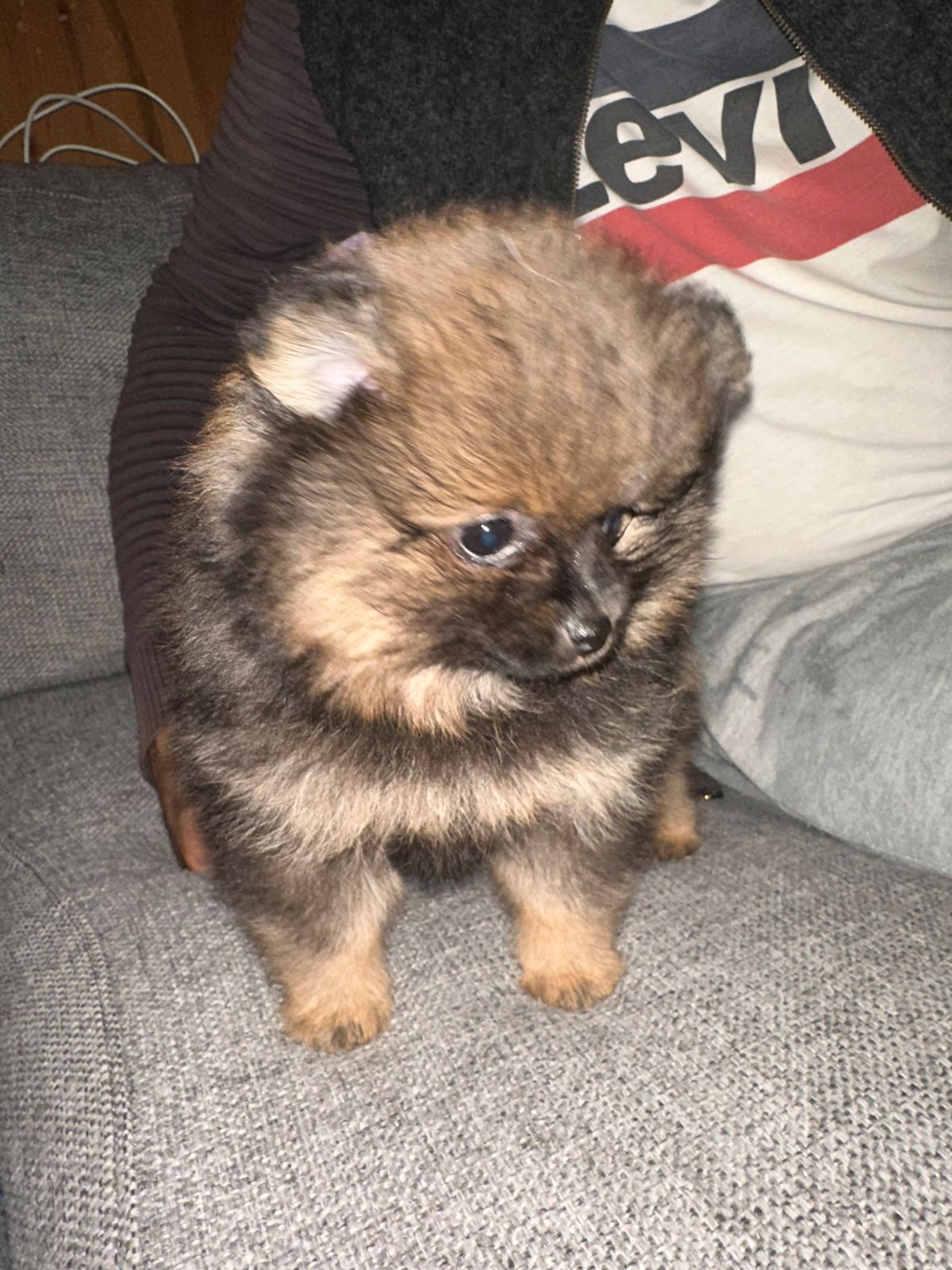Pomeranian