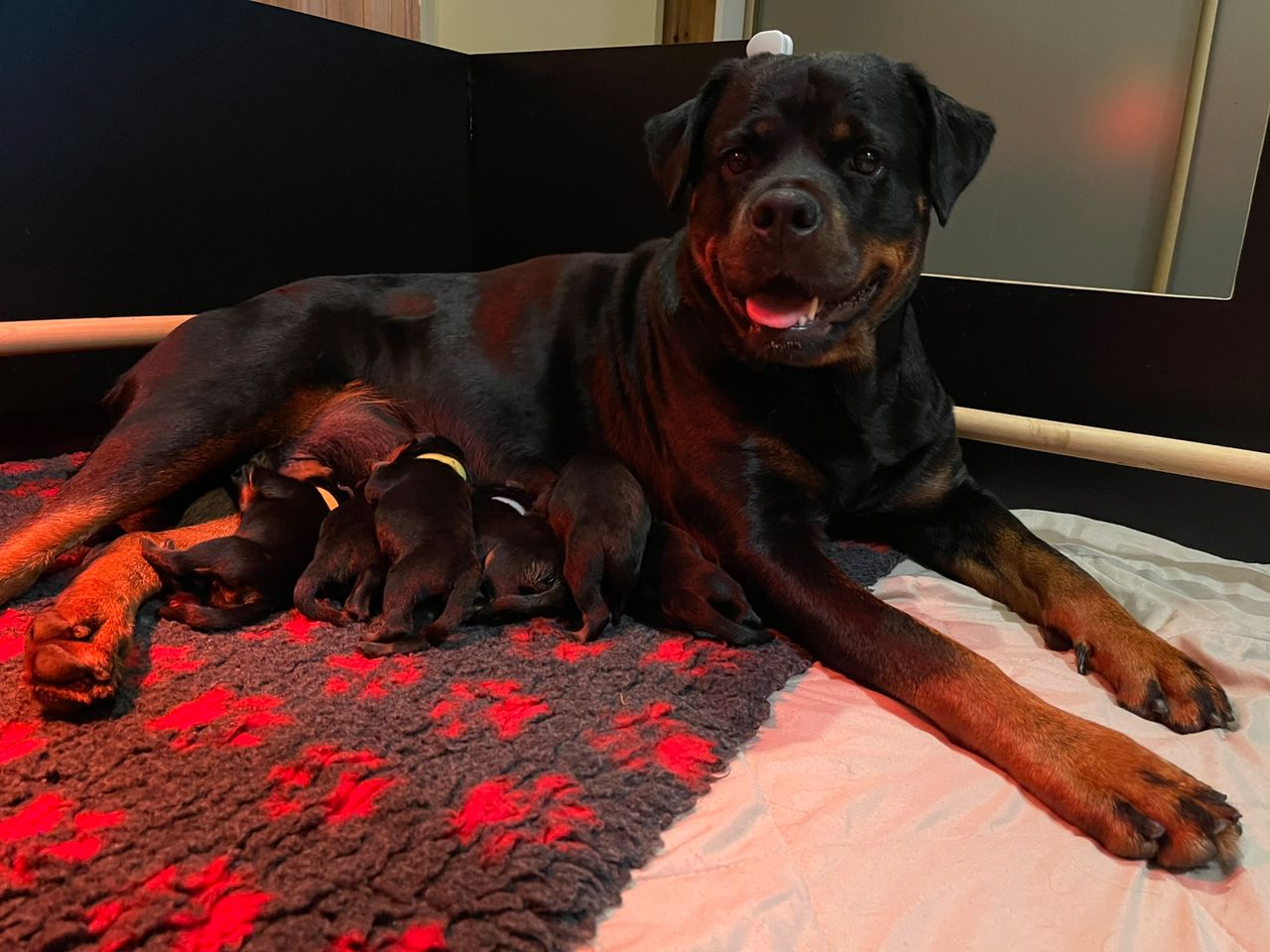 Rottweiler