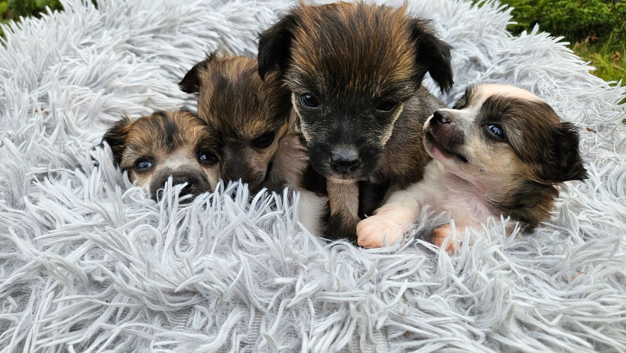 Chinese crested powderpuff