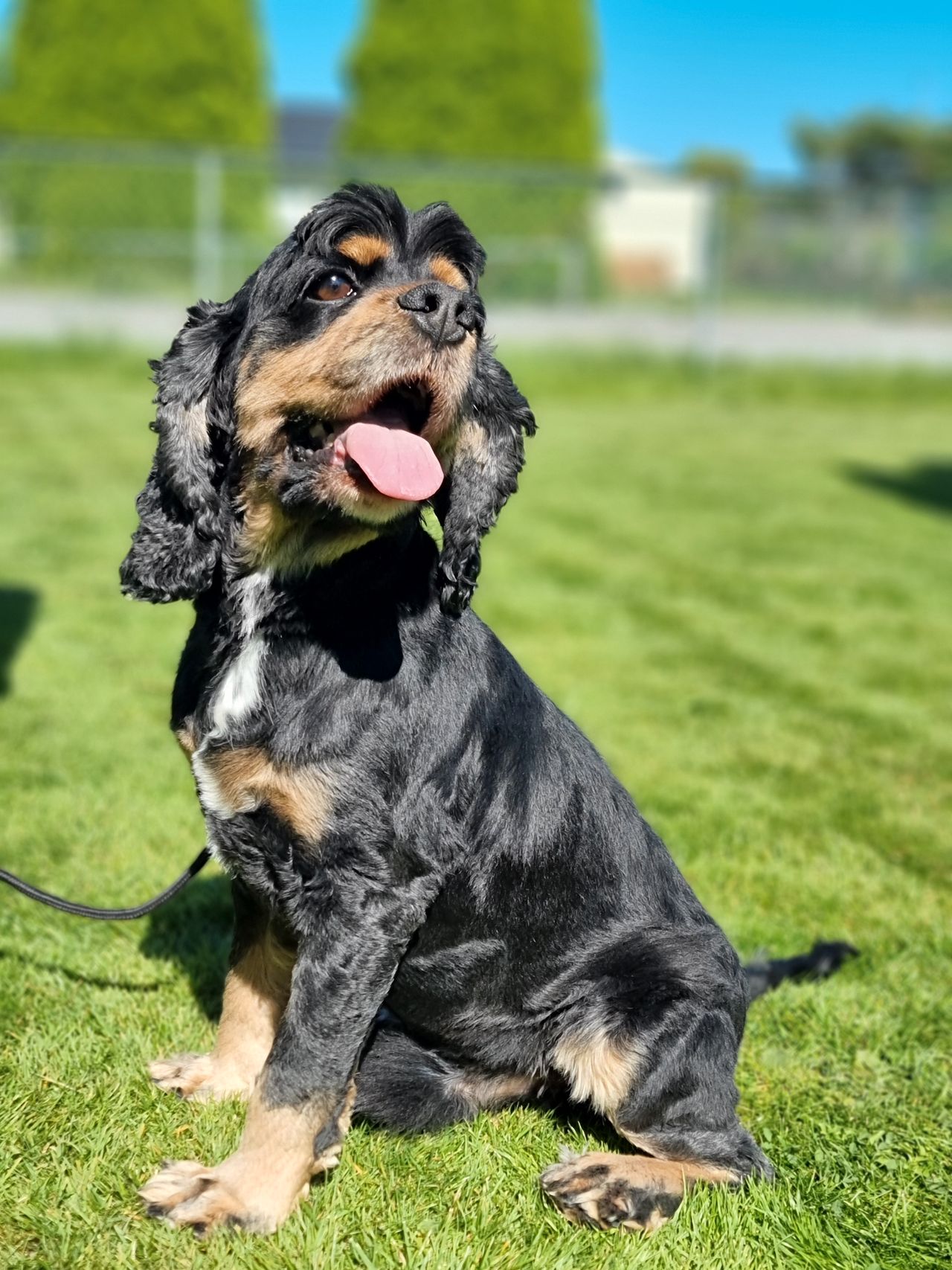 Amerikansk cocker spaniel