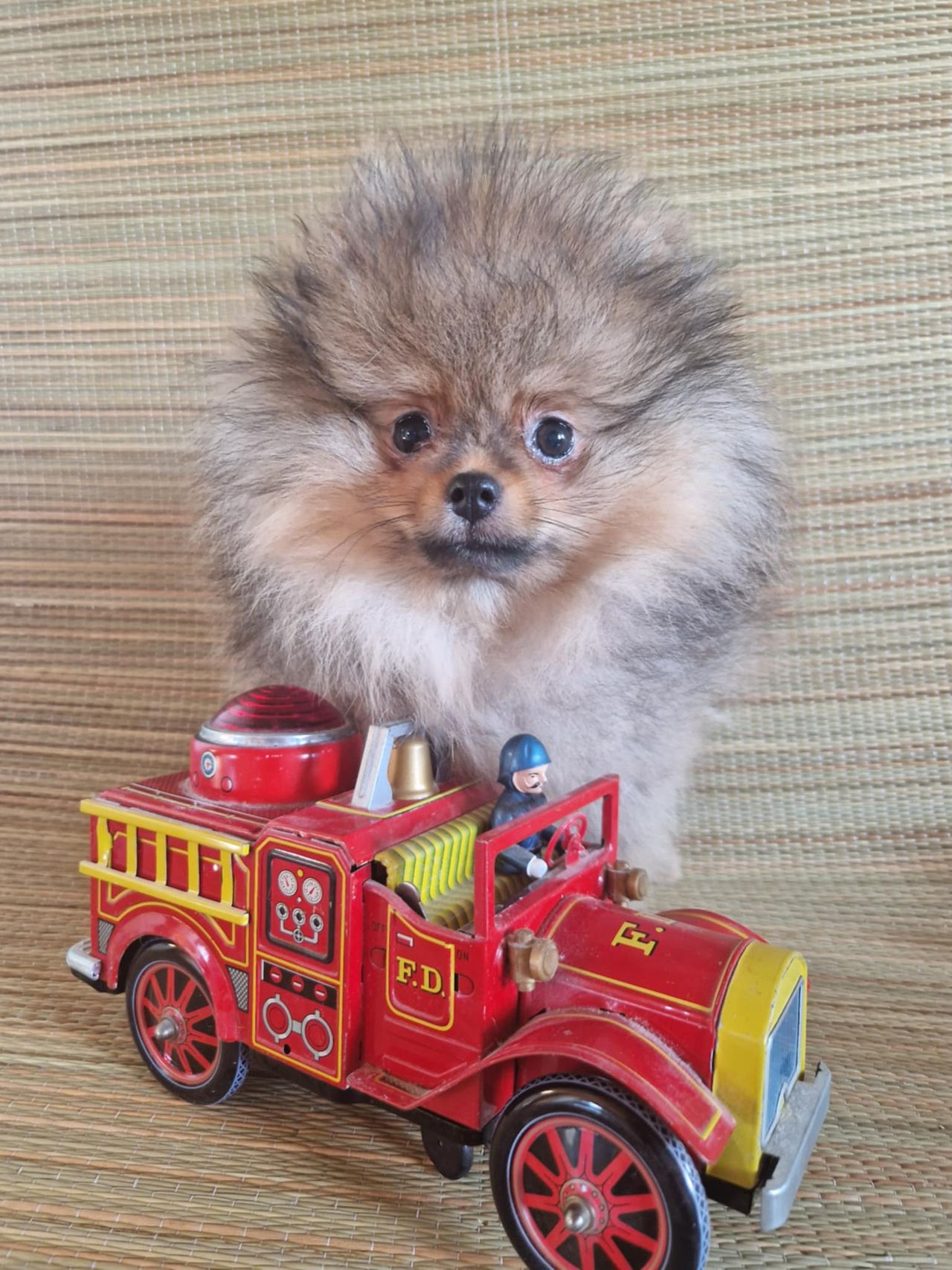 Pomeranian