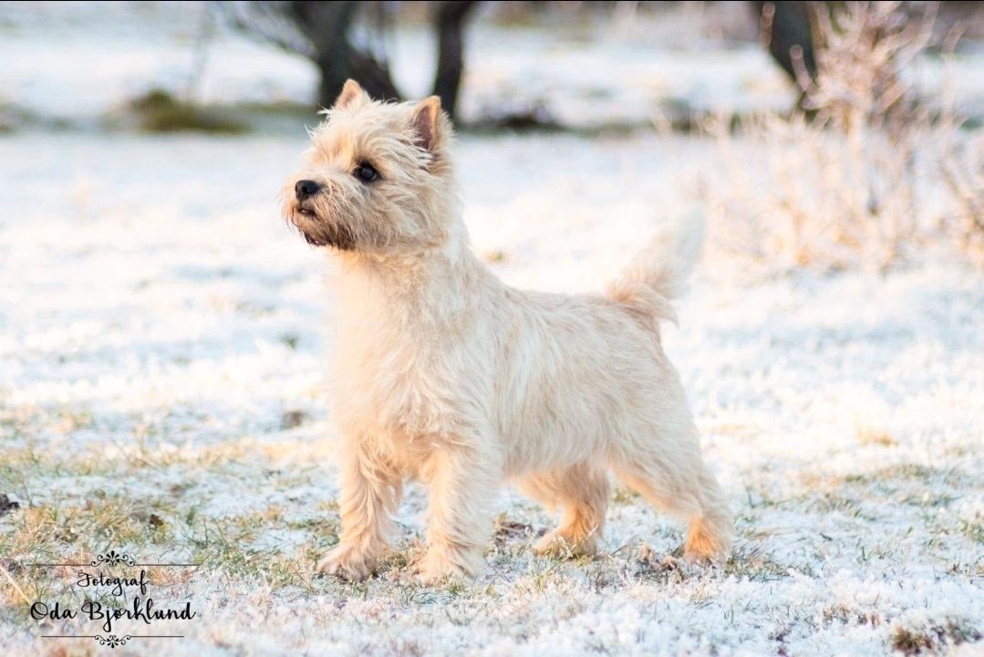 Cairn terrier