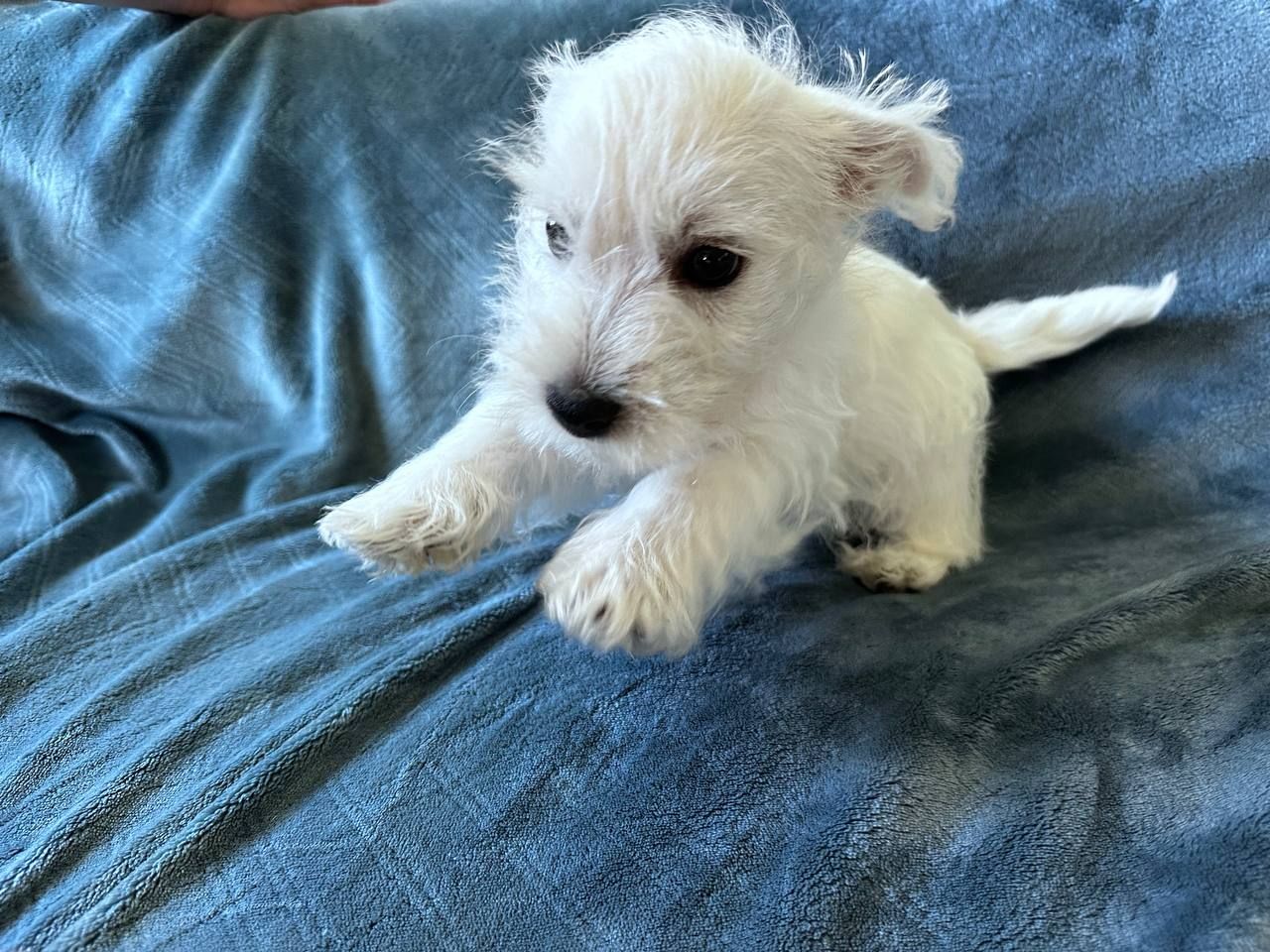 West highland white terrier