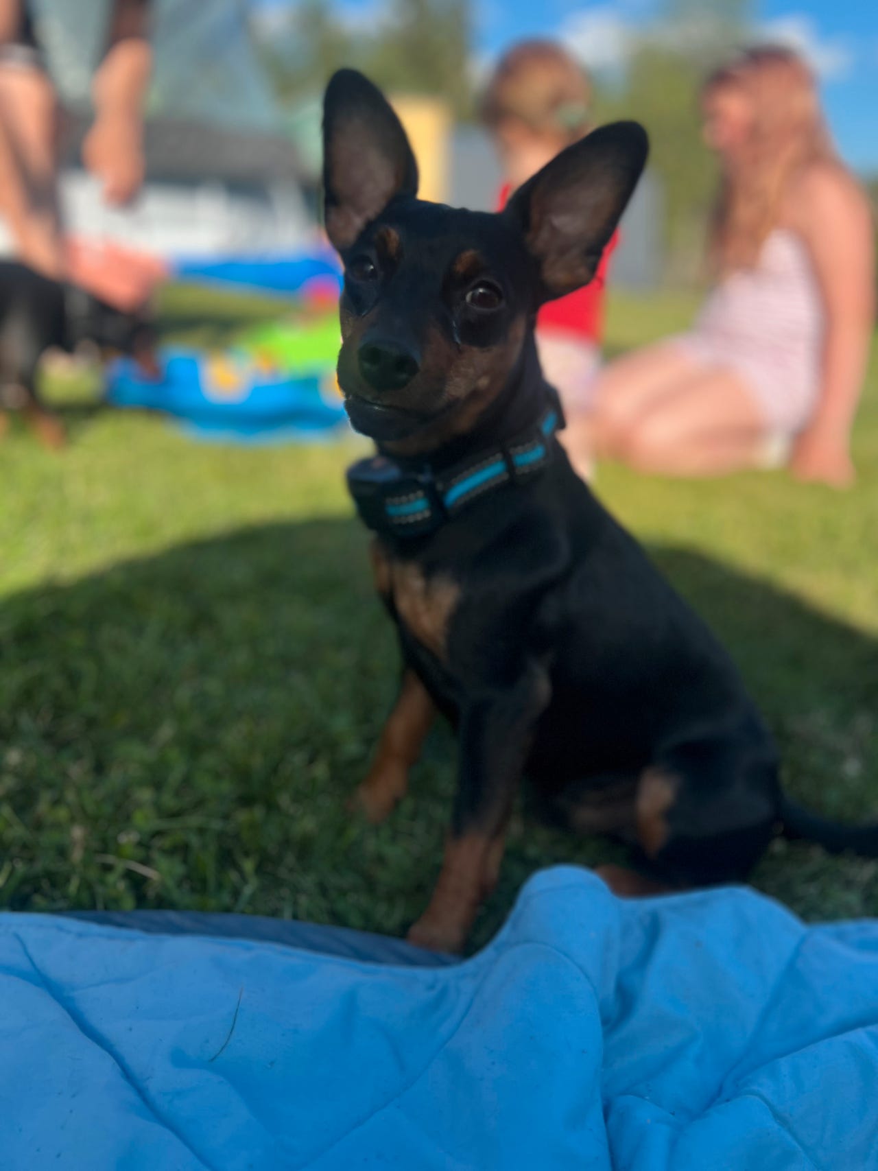 Dvergpinscher