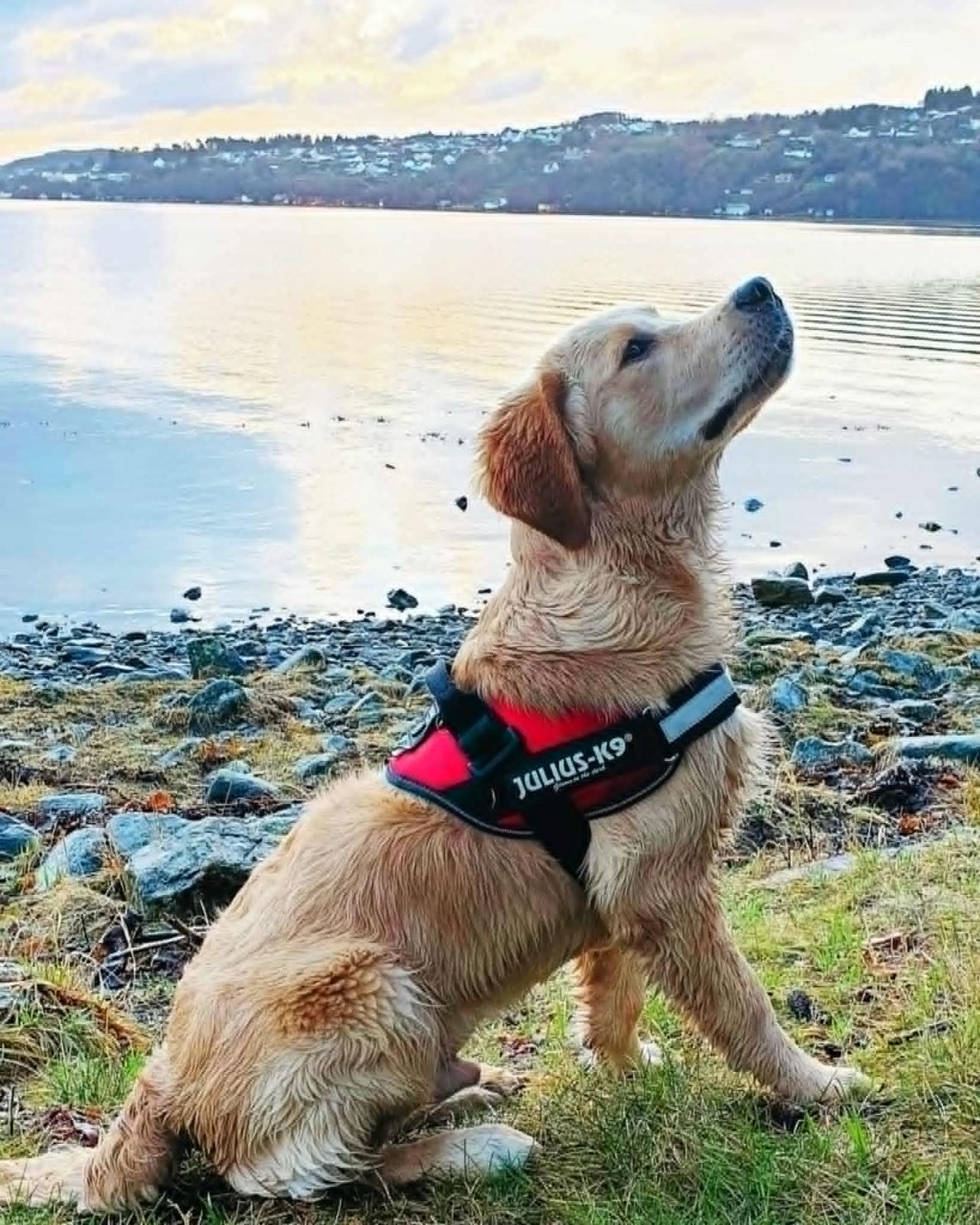 Golden retriever