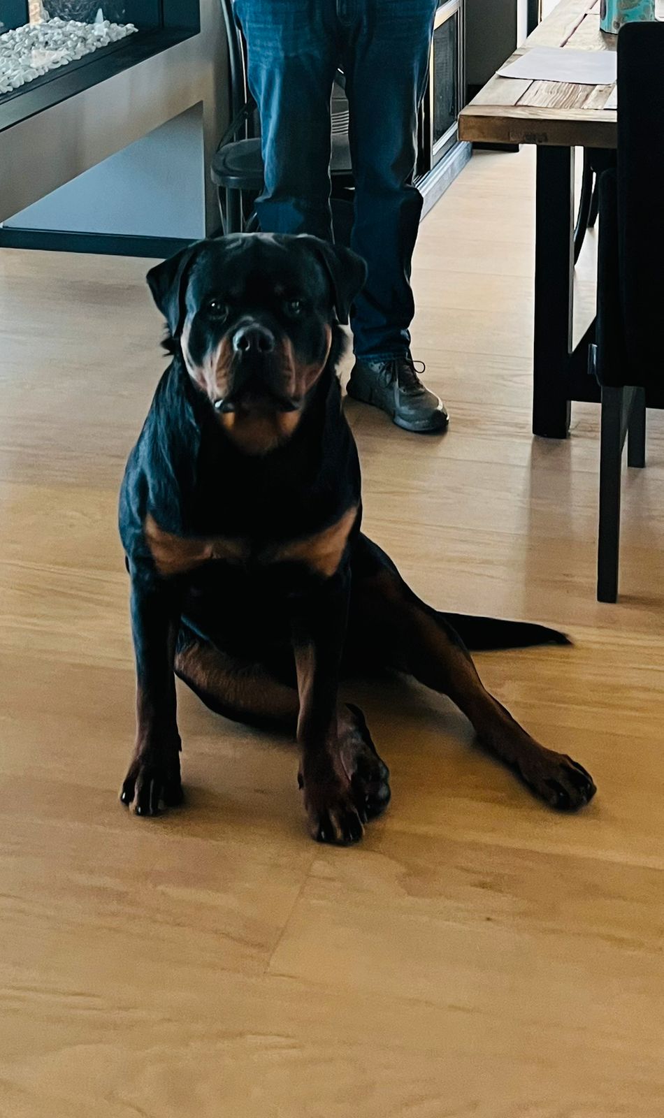 Rottweiler
