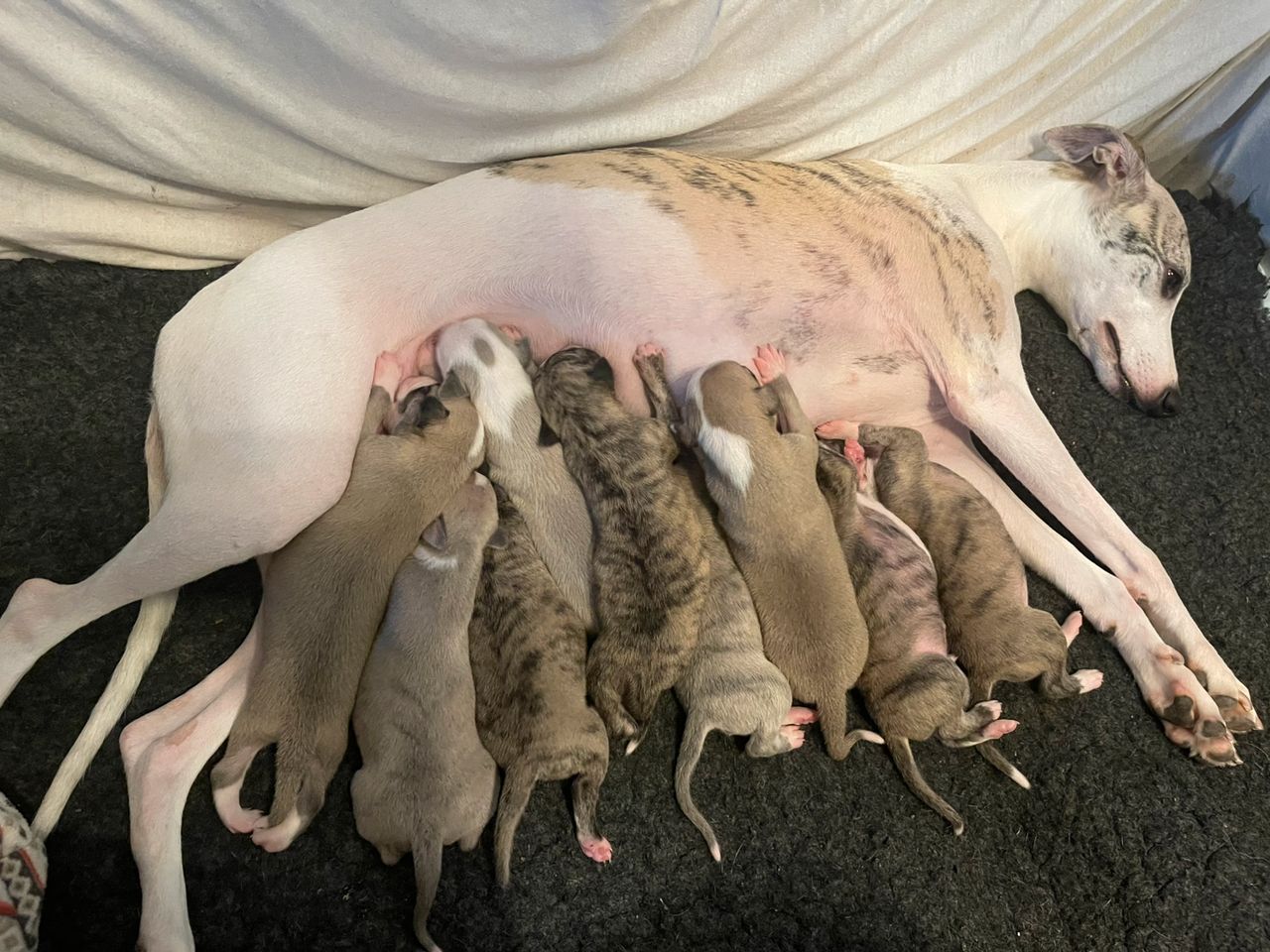 Whippet