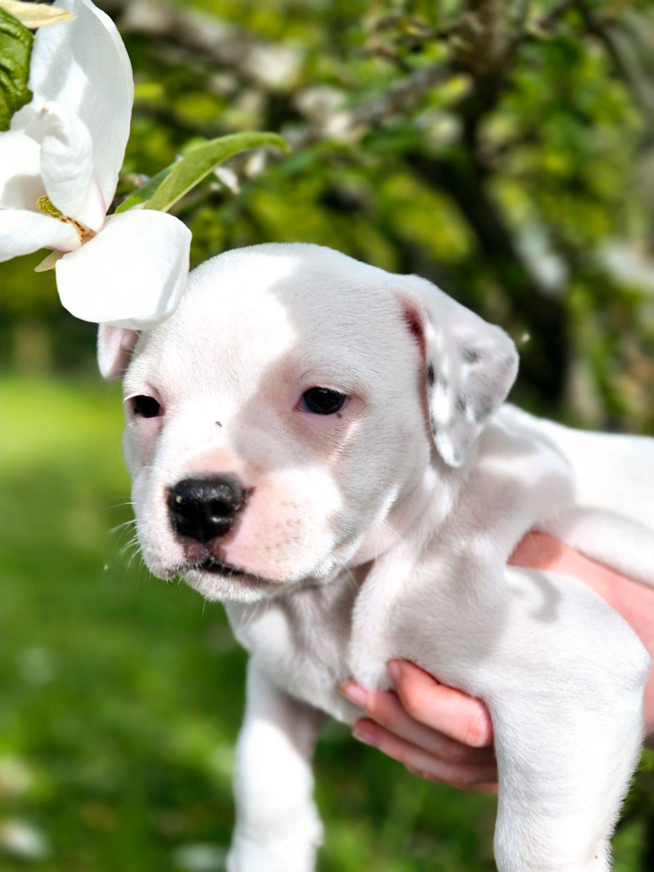 Staffordshire bull terrier