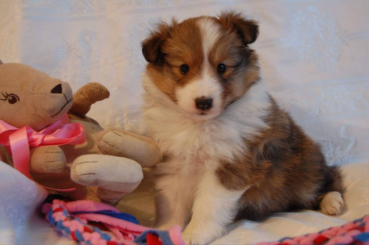 Shetland sheepdog