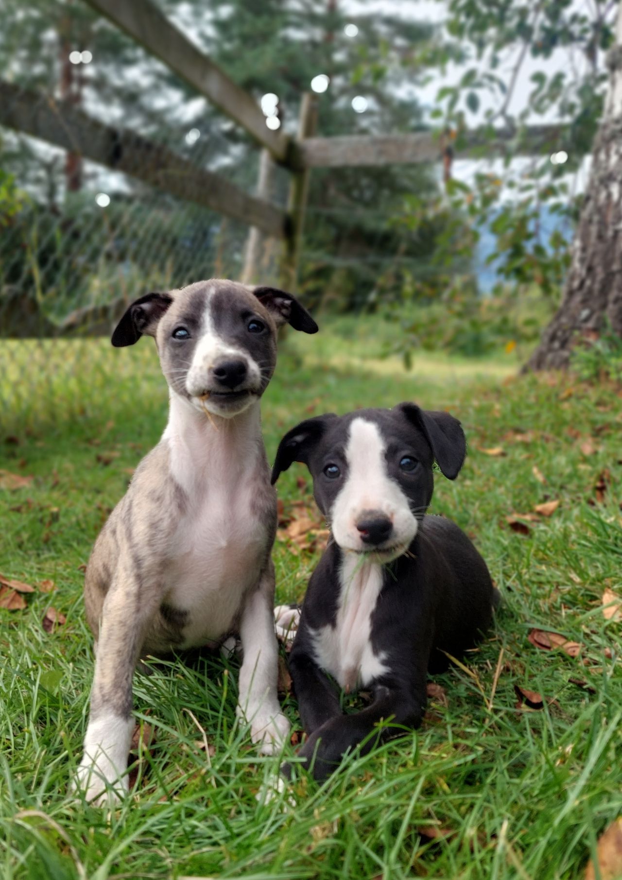Whippet