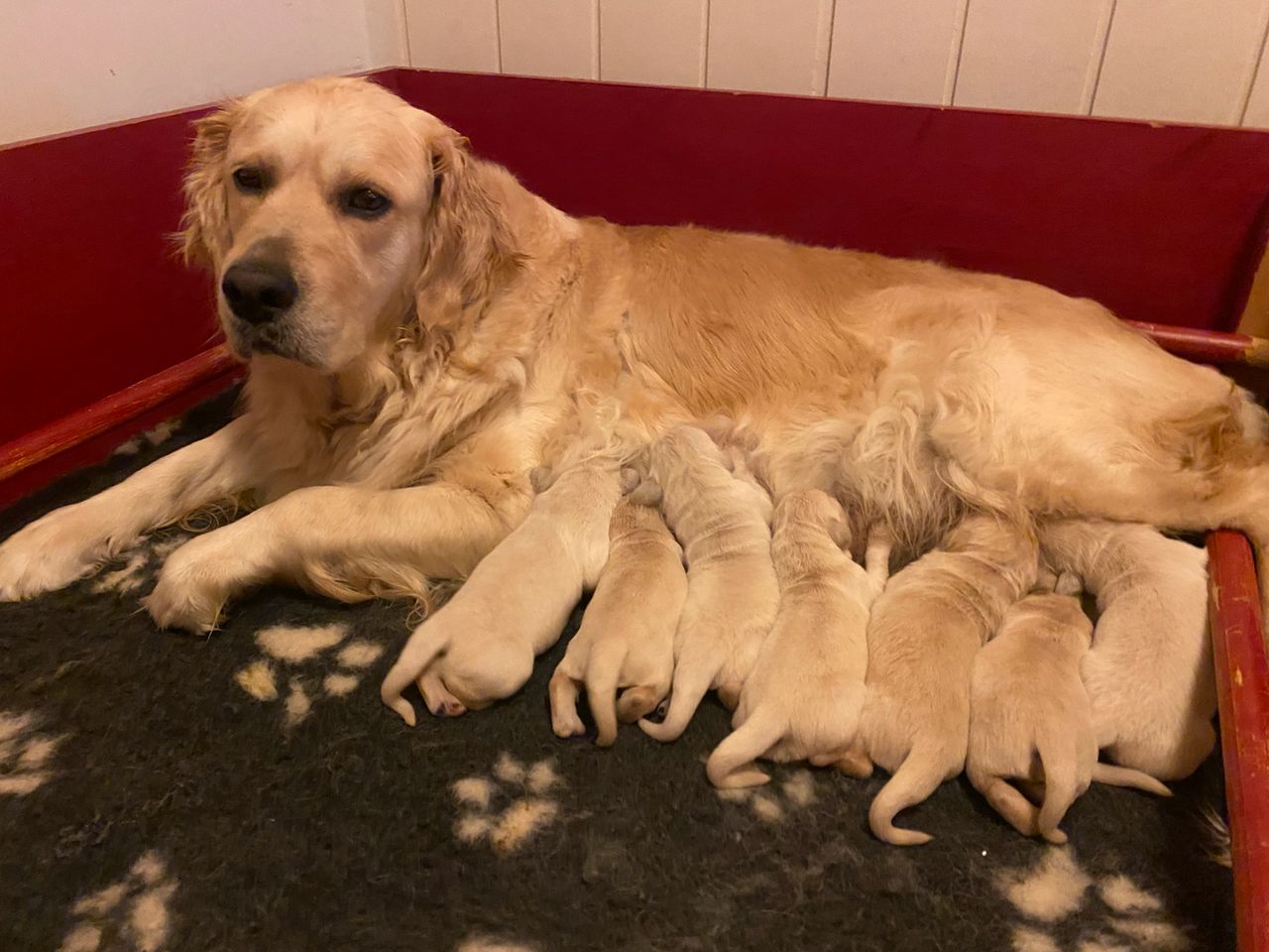 Golden retriever