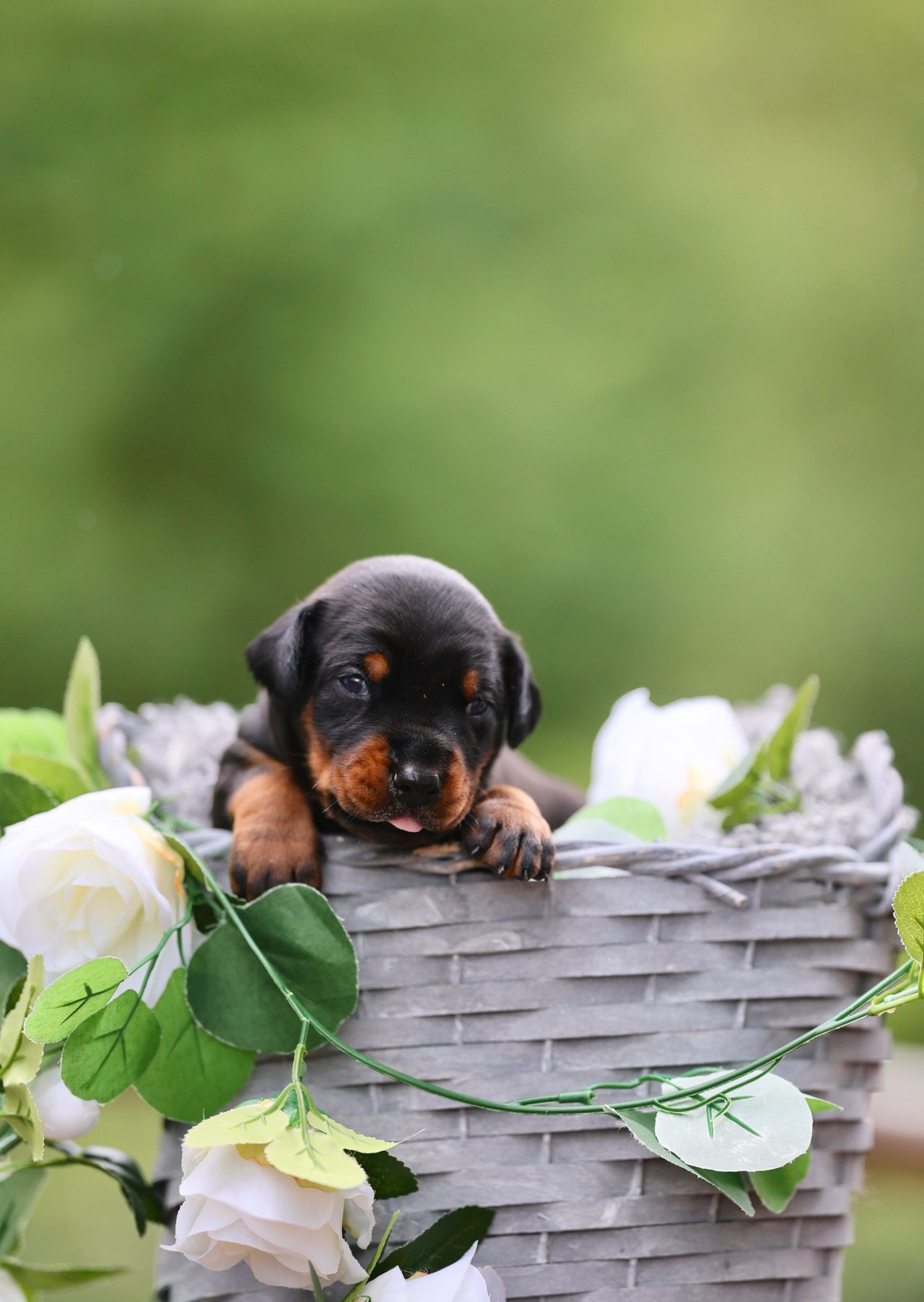 Dobermann