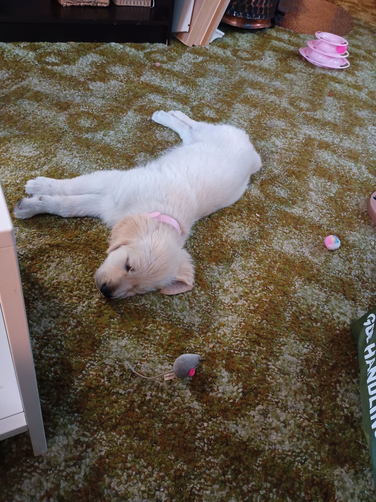 Golden retriever