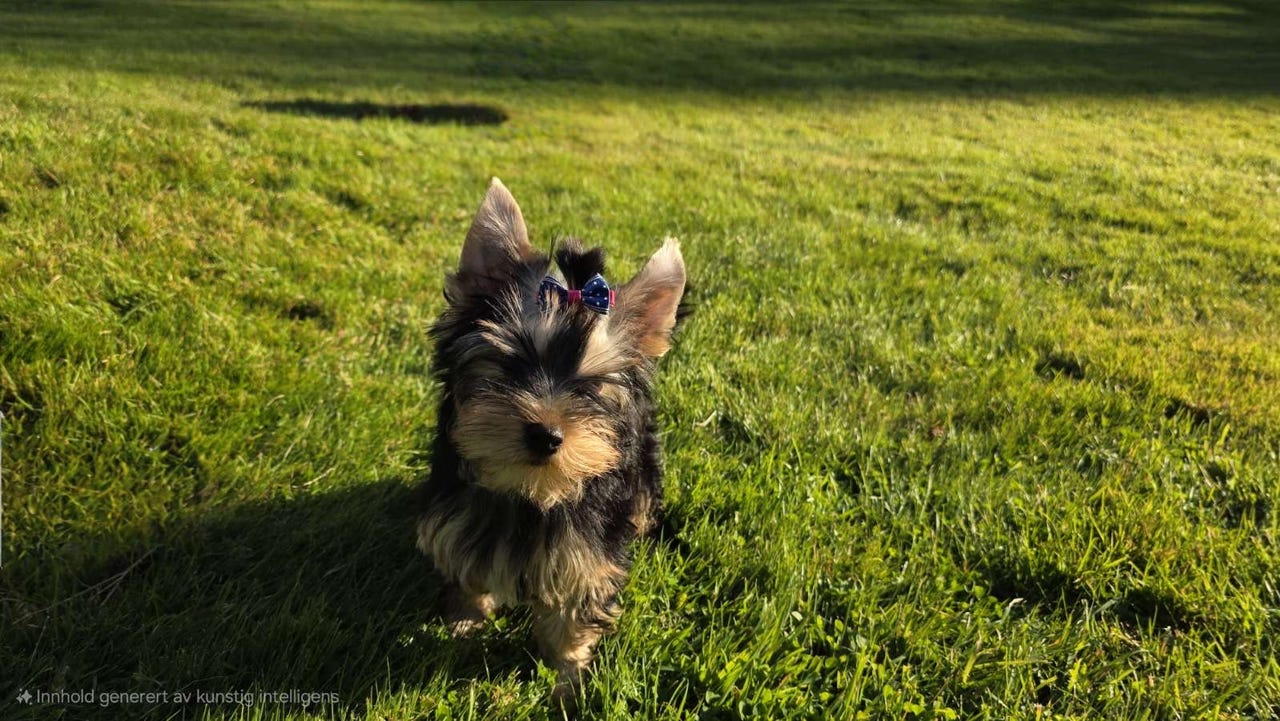 Yorkshire terrier