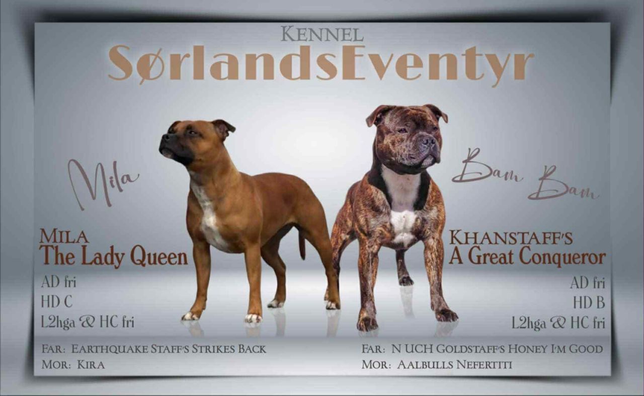 Staffordshire bull terrier
