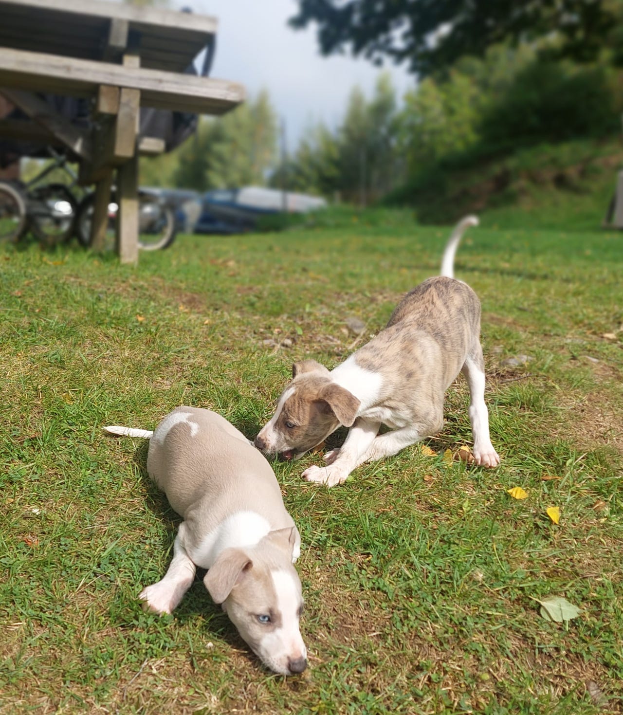 Whippet
