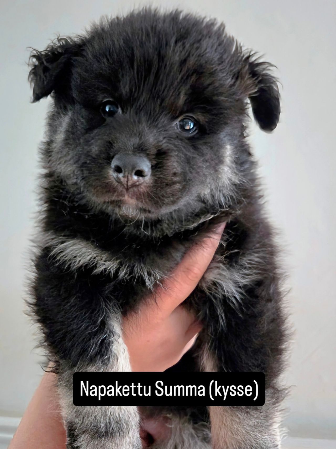 Finsk lapphund