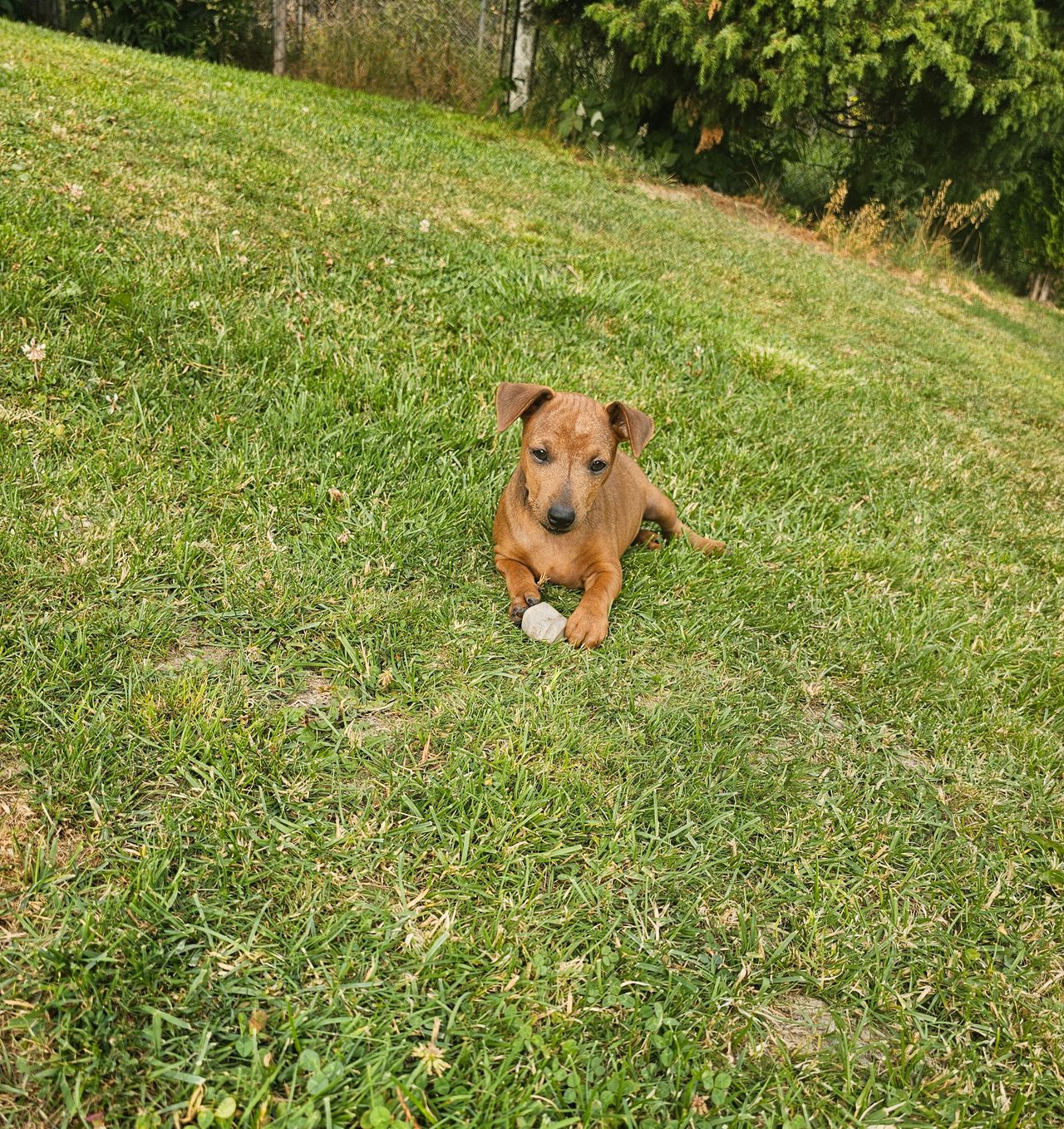 Dvergpinscher