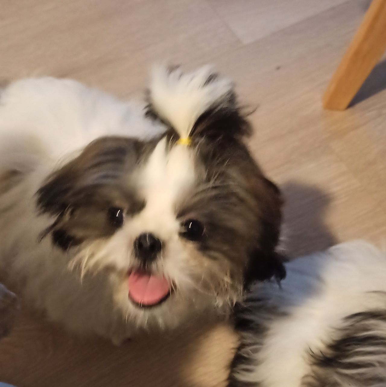 Shih tzu