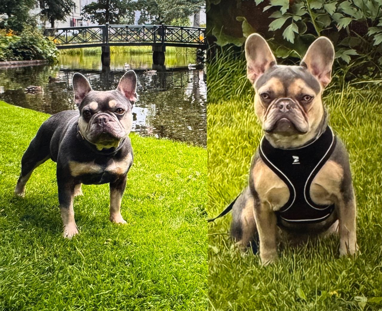 Fransk bulldog