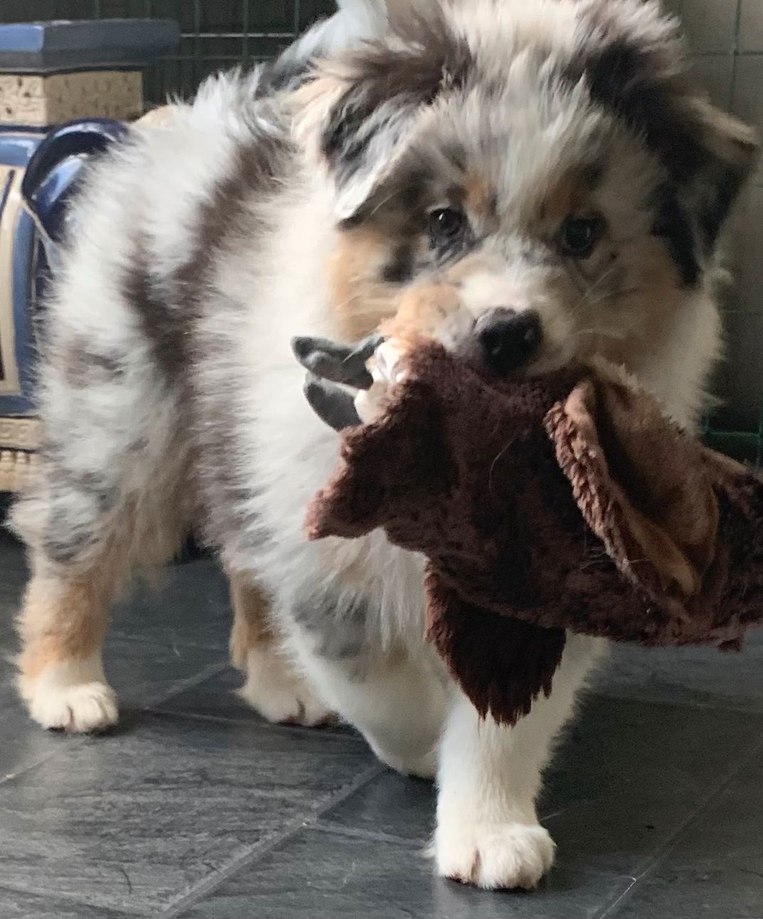 Australian shepherd