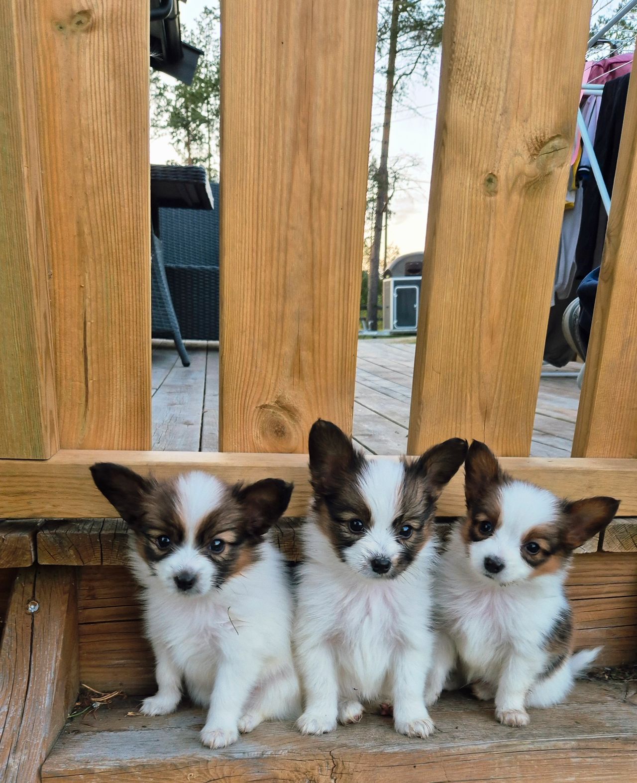 Papillon