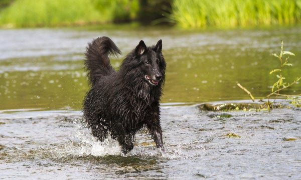Belgisk fårehund, groenendael