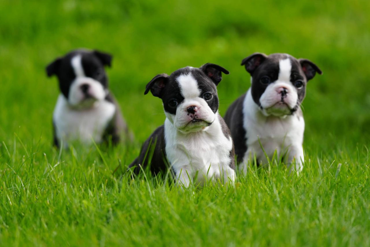 Boston terrier