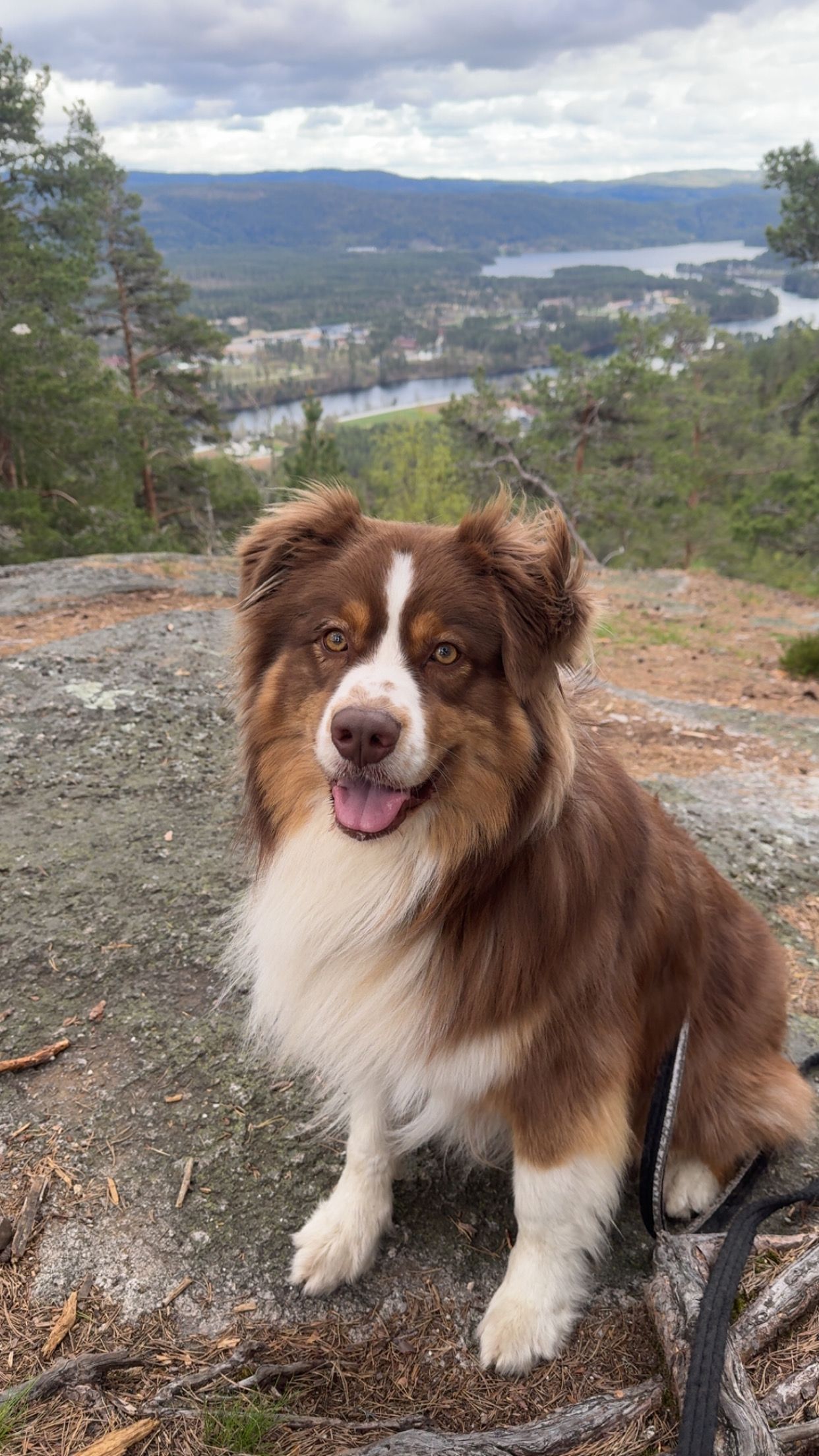 Australian shepherd