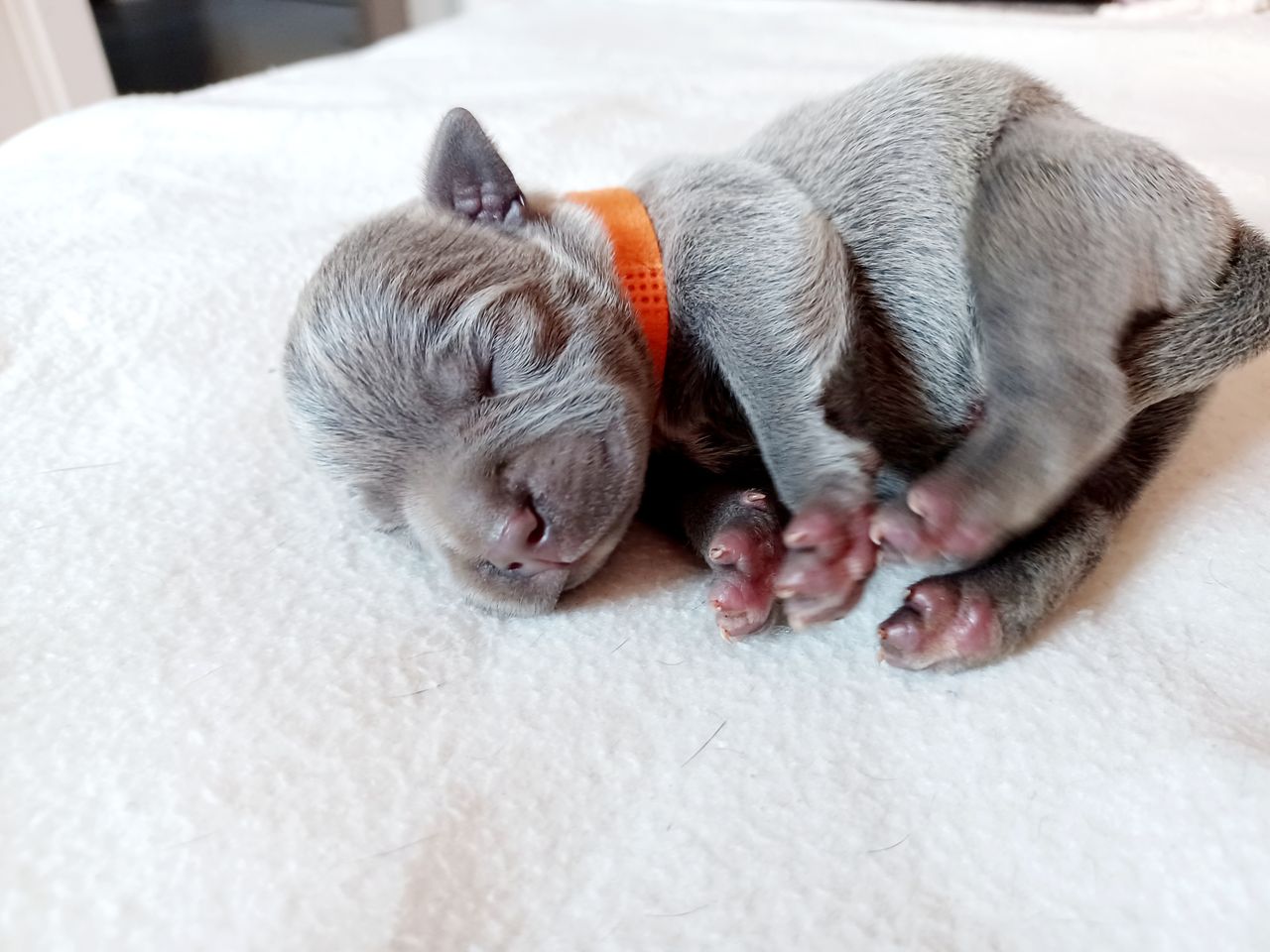 Staffordshire bull terrier