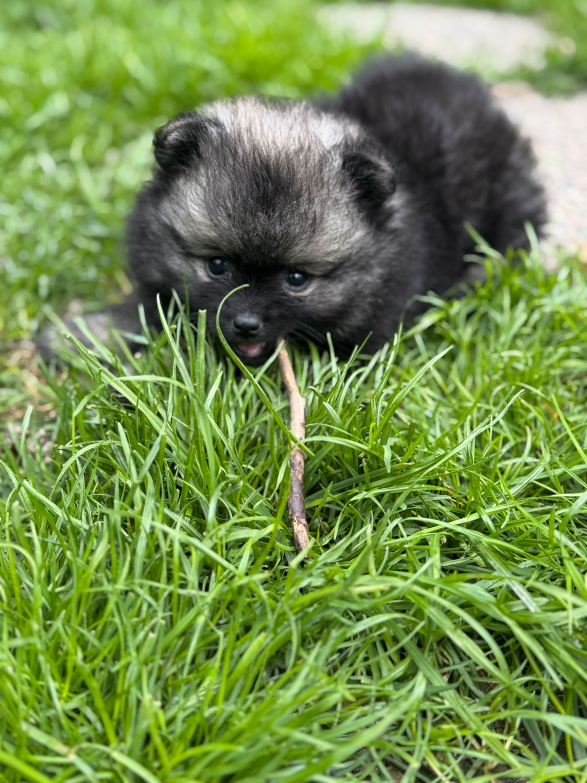 Pomeranian
