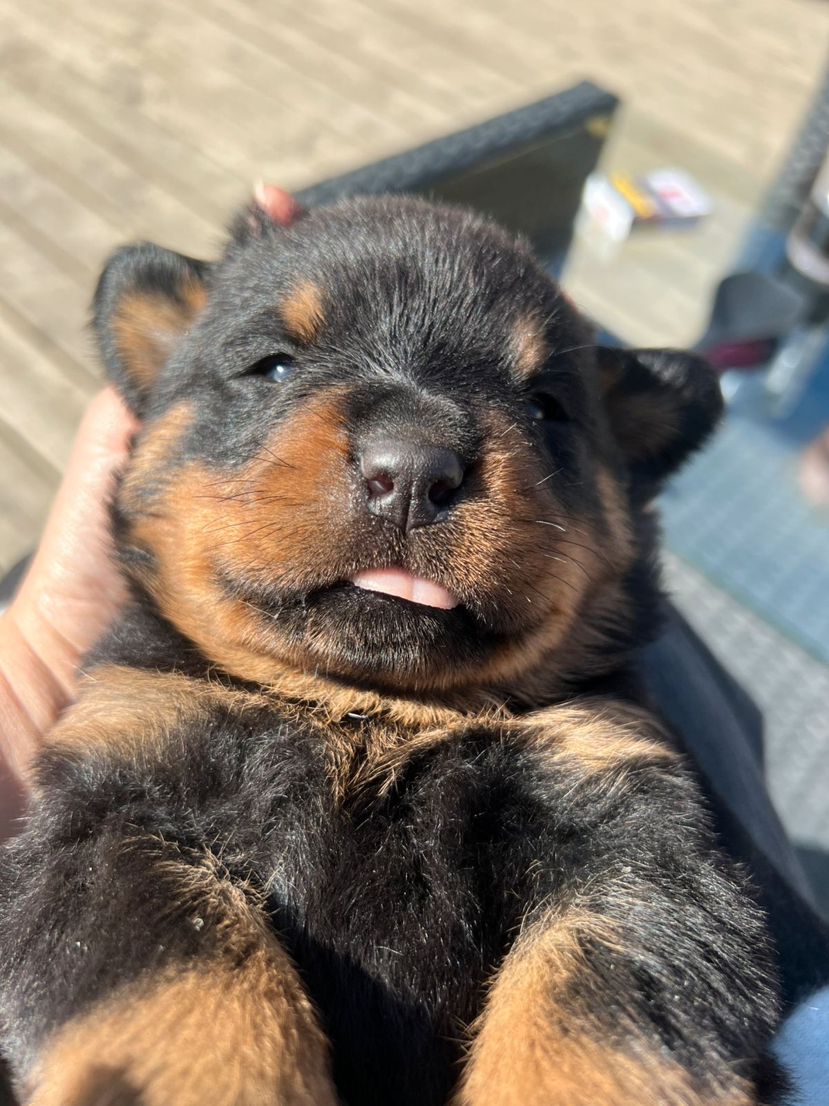 Rottweiler