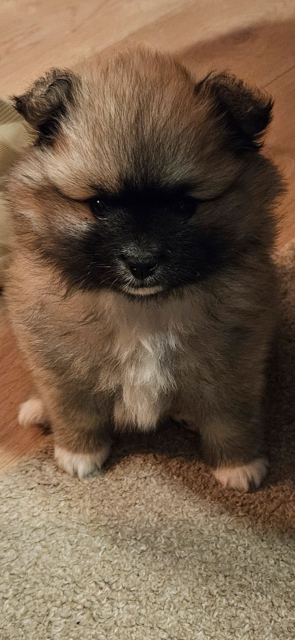 Kleinspitz