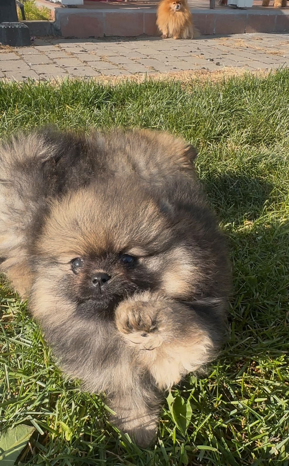 Pomeranian